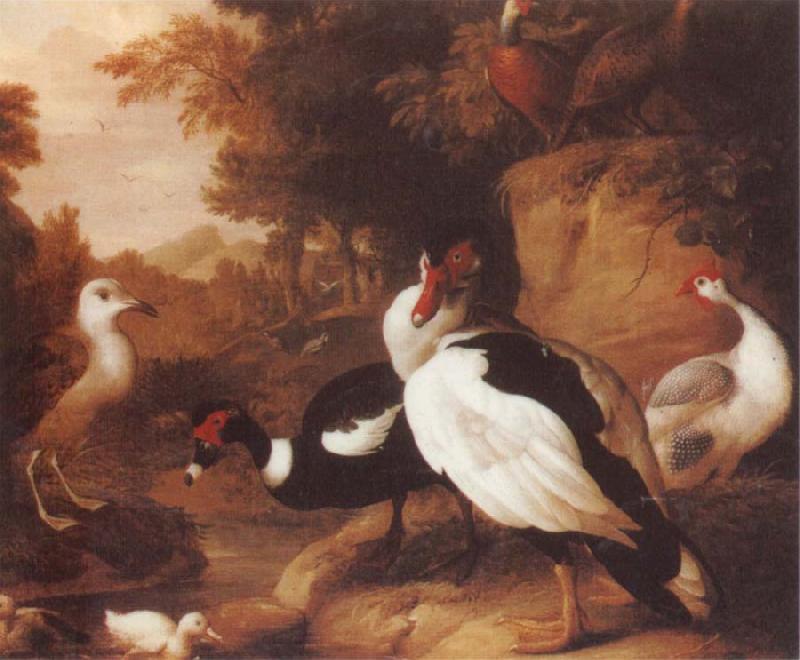 Jakob Bogdani Wild Ducks Germany oil painting art